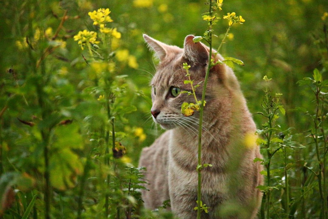 Cat Owners - Do Not Buy These 3 Poisonous Plants - Interview Australia
